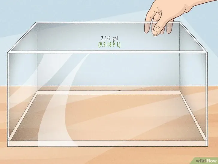 Kích thước bể cá Betta phù hợp