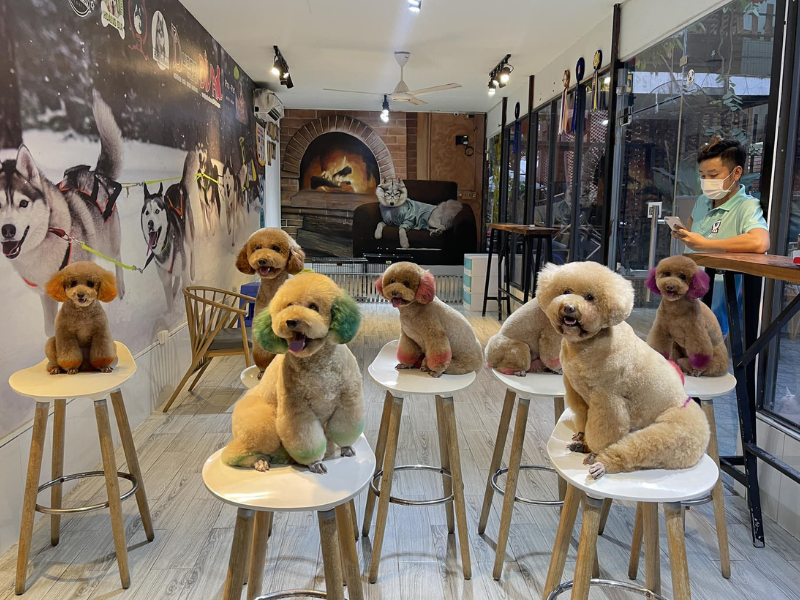 Mở Chuột Hamster An Toàn Với Các Thiết Kế Chuồng Hiện Đại