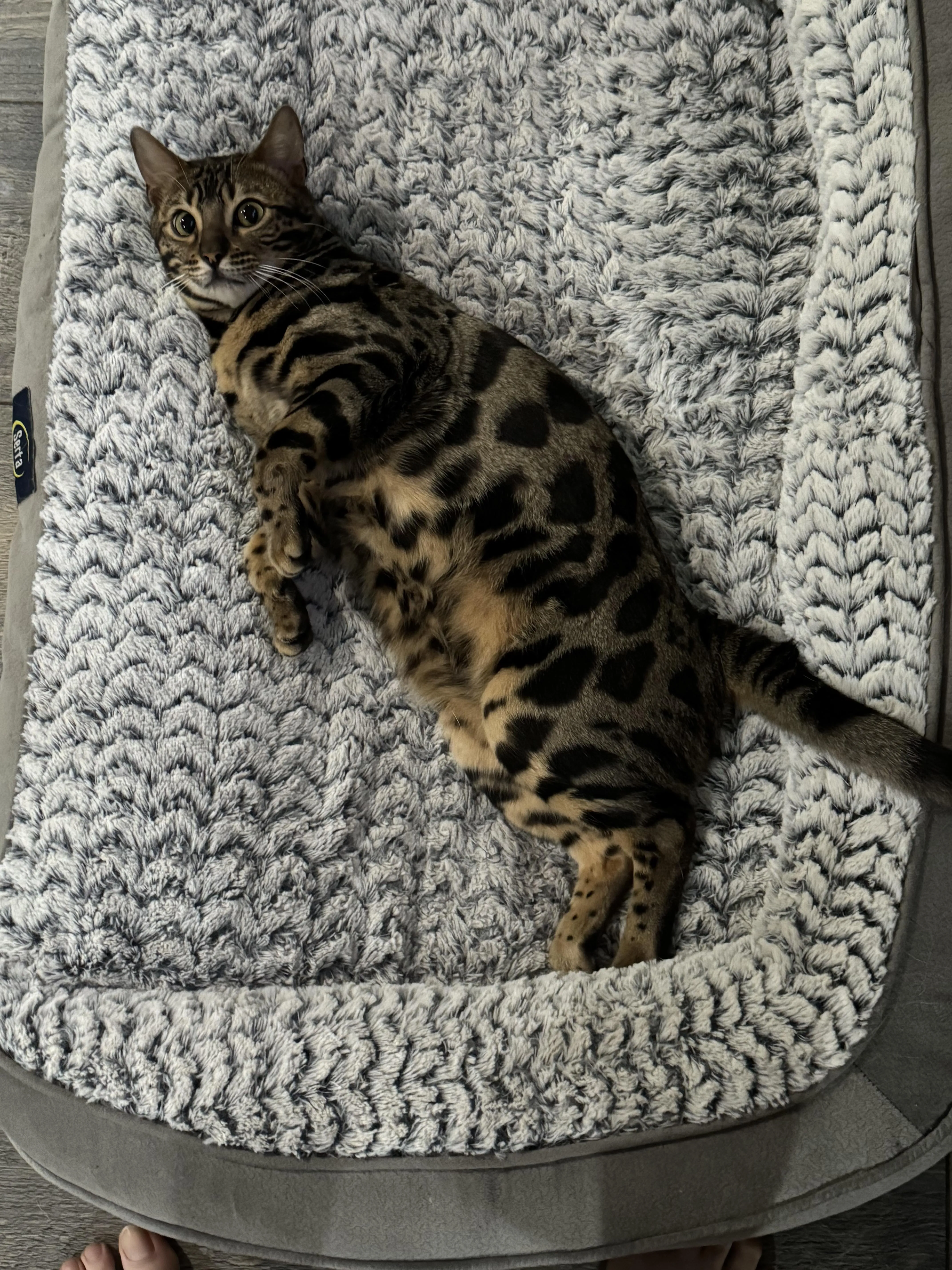 Mèo Thiến Vẫn Ham Đi Chơi: Bí Mật Đằng Sau Bản Năng Khám Phá