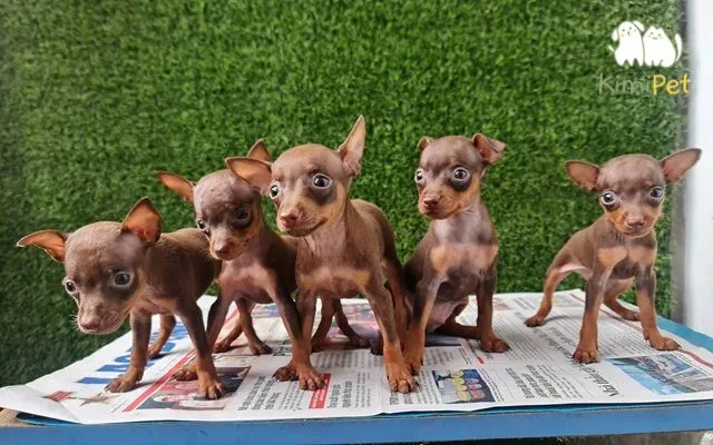 Cận cảnh bộ lông ngắn, bóng mượt màu đỏ hươu (Stag Red) của chó phốc hươu thuần chủng.