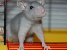 Cận cảnh chuột bạch mắt đỏ ngửi thức ăn