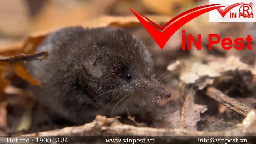 Cận cảnh chuột chù mang mầm bệnh tiềm ẩn, cho thấy tác hại đối với sức khỏe con người và vật nuôi