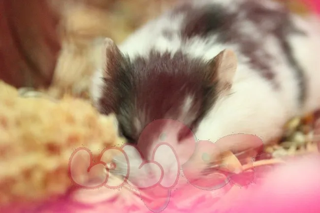 Cận cảnh chuột hamster bò sữa khỏe mạnh đang ăn thức ăn