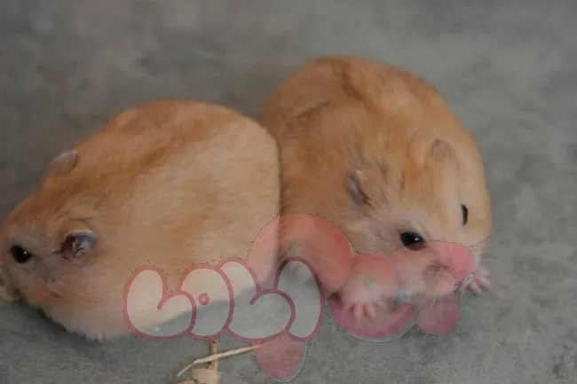 Cận cảnh chuột Hamster Bông Lan Winter White với đôi mắt đen và màu lông vàng nhạt, minh họa tính tình thân thiện