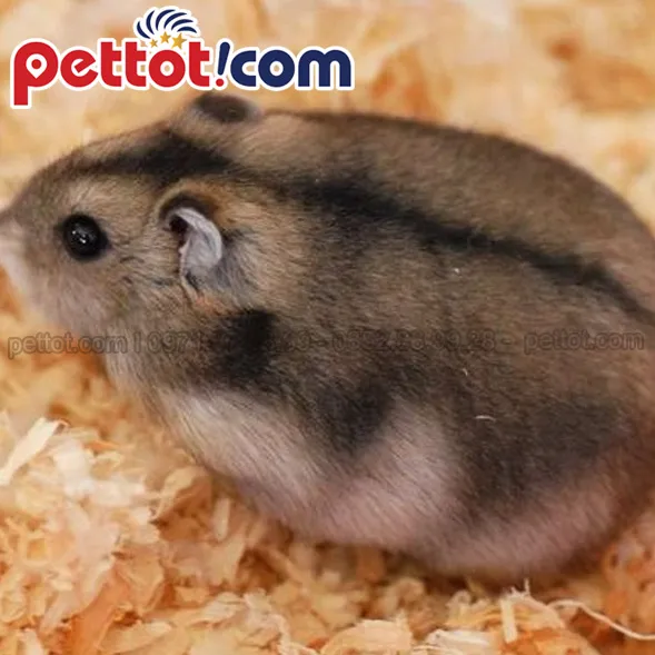 Cận cảnh chuột hamster Campbell’s đang gặm thức ăn