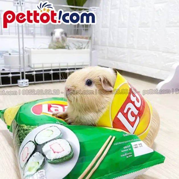 Cận cảnh chuột lang cảnh, cân nhắc nguồn gốc khi chọn mua chuột lang tphcm