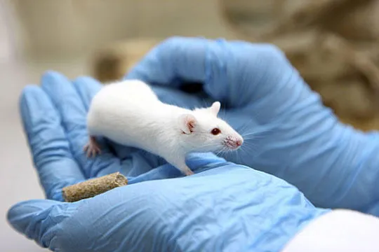 Cận cảnh chuột nhắt trắng