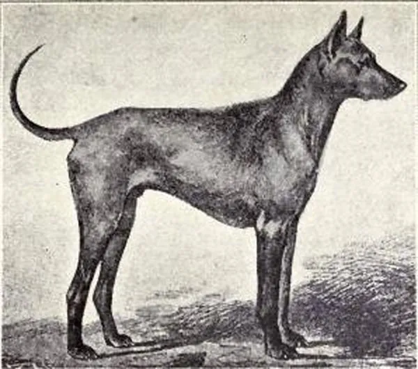 Cận cảnh cơ bắp săn chắc và đốm lưỡi đen, tiêu chuẩn của chó phú quốc đắt nhất thế giới