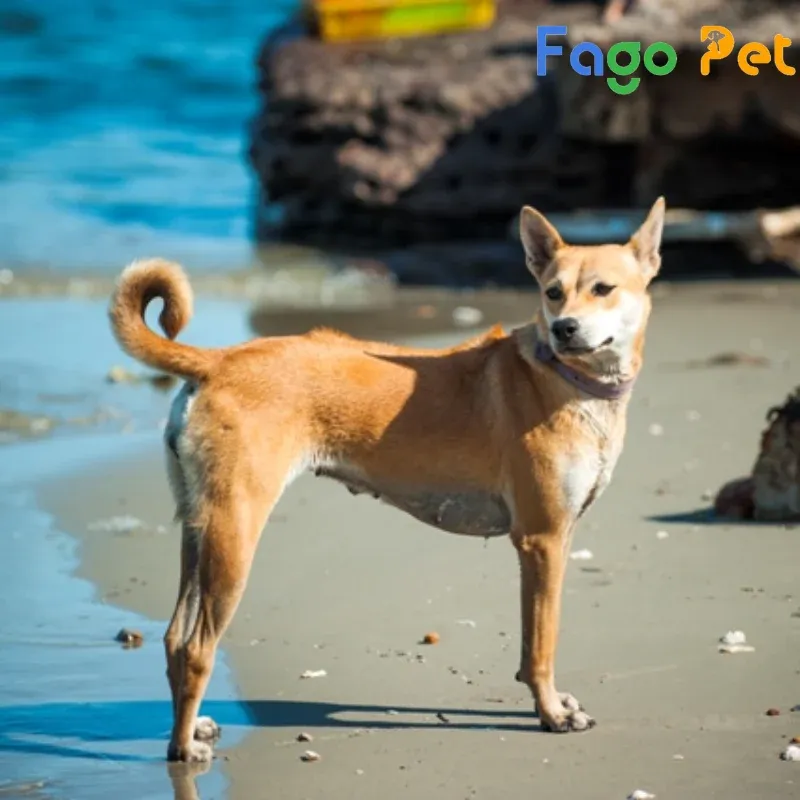 Cận cảnh đầu chó Phú Quốc màu vàng, làm nổi bật màu lông óng ánh và đặc điểm mõm, mũi nhỏ