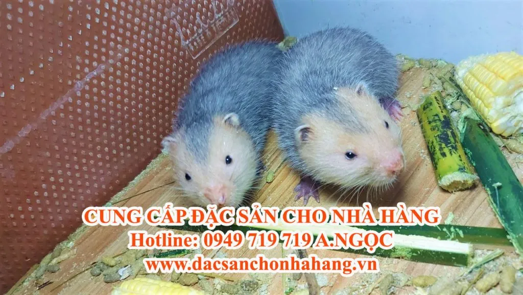 Cận cảnh dúi má đào, giống dúi thường được chọn làm dúi bố mẹ để nhân đàn