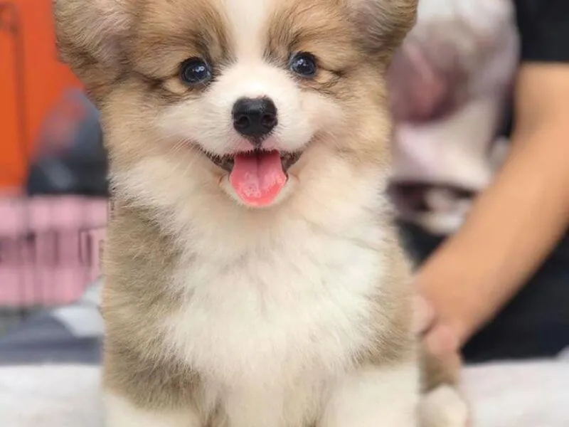 Cận cảnh khuôn mặt chó corgi Fluffy, đôi mắt to tròn và tai dựng đứng