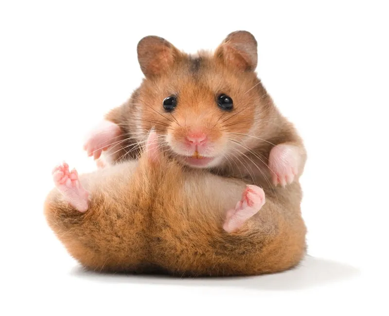 Cận cảnh khuôn mặt của chuột Hamster, nhấn mạnh đặc điểm thị giác kém và khả năng sử dụng khứu giác để cảm nhận môi trường