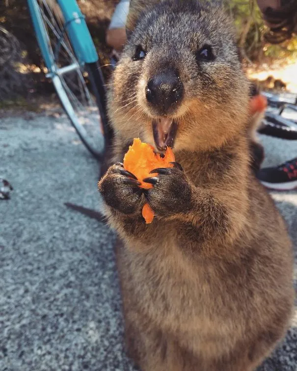 Cận cảnh khuôn mặt quokka mỉm cười, thể hiện tính thân thiện với du khách
