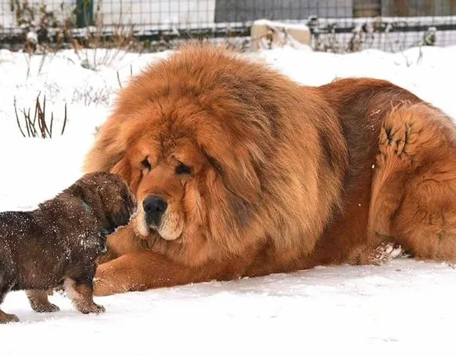 Cận cảnh khuôn mặt uy nghiêm của chó ngao Tây Tạng, biểu hiện tính cách độc lập và dũng mãnh.