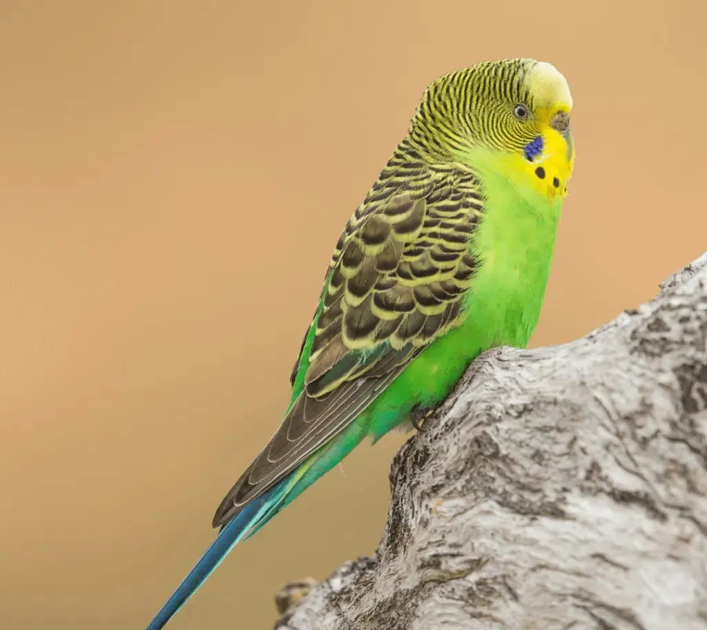 Cận cảnh vẹt đuôi dài với các mảng màu đẹp mắt, kết quả của cách nuôi vẹt yến phụng đúng đắn