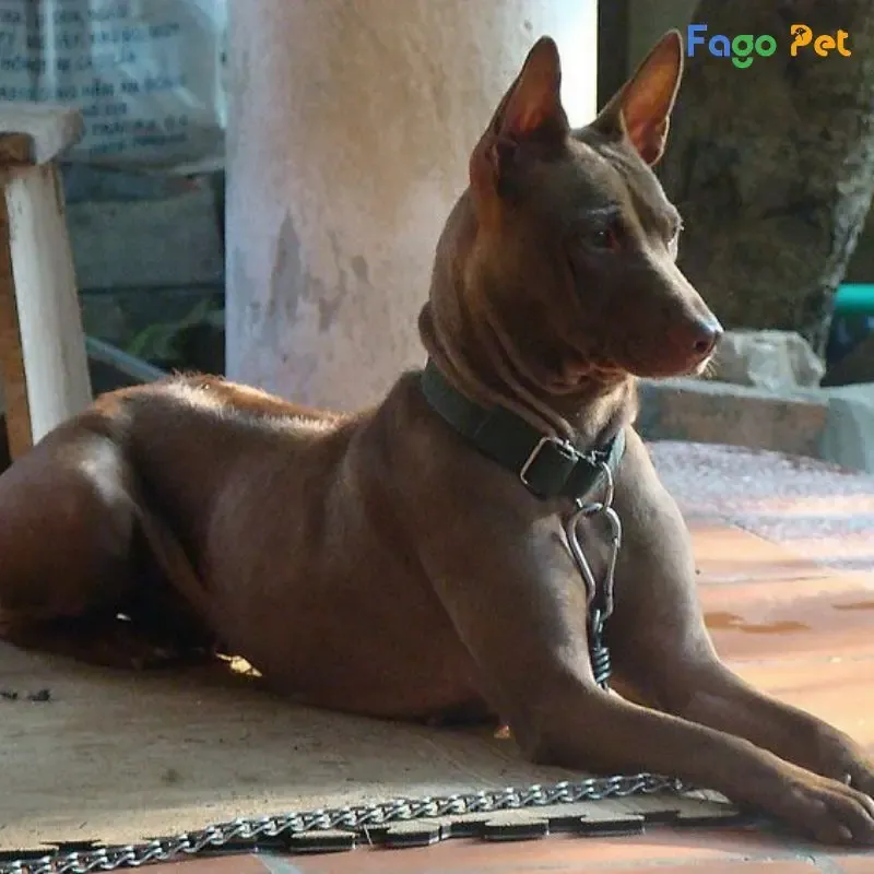 Cần đảm bảo sức khỏe và tiêm phòng đầy đủ cho chó con trước khi huấn luyện