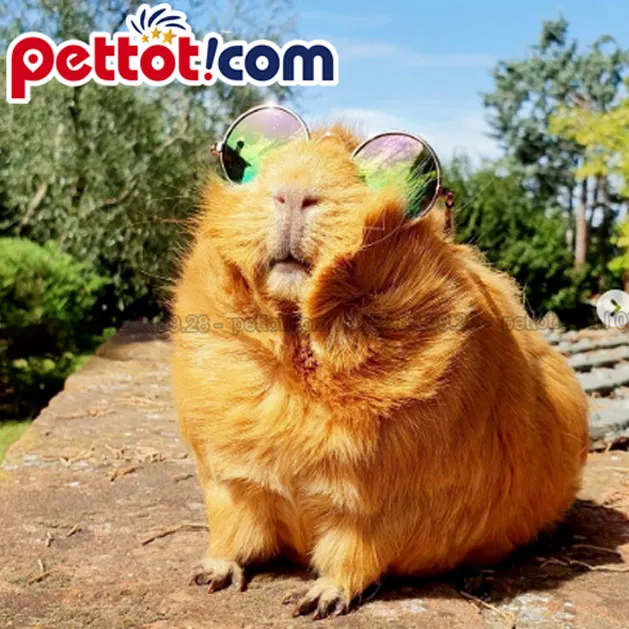 Cân đối chi tiêu khi nuôi chuột lang cảnh