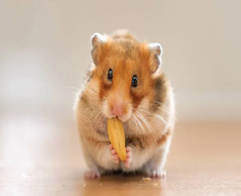 Cần lưu ý xác định giống Hamster, chọn độ tuổi, và kiểm tra sức khỏe trước khi mua