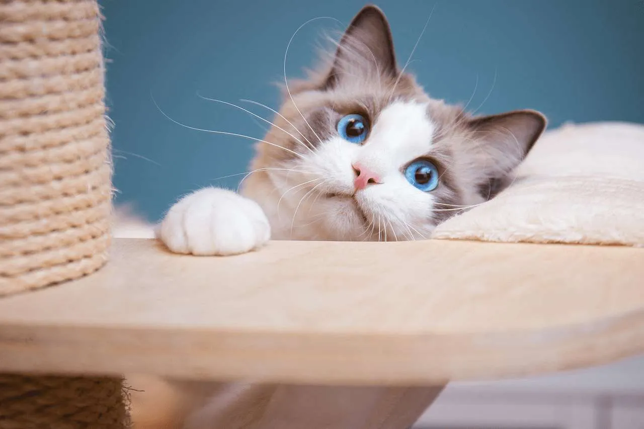 Những chú mèo năng động thường có hệ thống trao đổi chất tốt và cân nặng ổn định