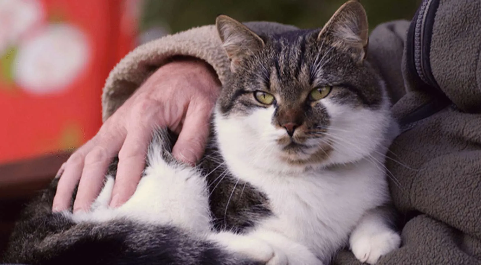 Mèo cao tuổi cần chế độ ăn uống và vận động nhẹ nhàng để bảo vệ hệ xương khớp