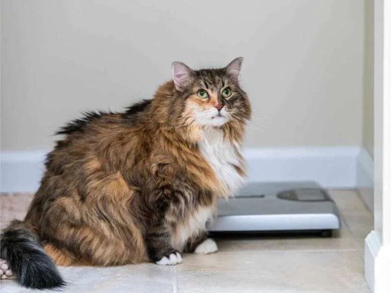 Cân nặng trung bình của mèo phản ánh trực tiếp tình trạng sức khỏe tổng quát của chúng