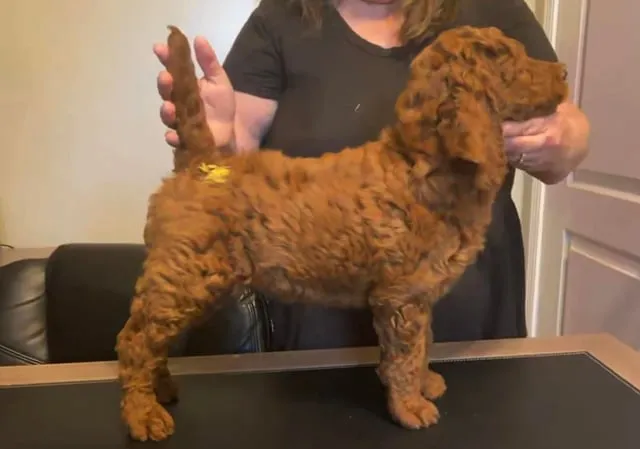 Hướng Dẫn Chi Tiết Lựa Chọn Thức Ăn Chó Poodle Chuẩn Khoa Học