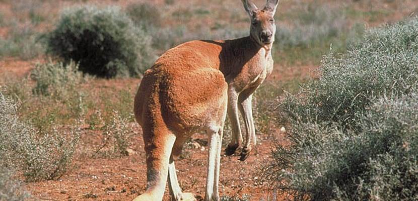 Chuột Túi Sinh Con: Toàn Bộ Quá Trình Sinh Sản Và Phát Triển Độc Đáo Của Kangaroo