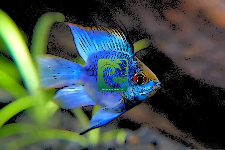 Cặp cá phượng hoàng khỏe mạnh, phân biệt giới tính để nuôi sinh sản