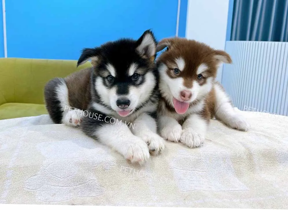 Cặp chó Alaska thuần chủng (đực và cái) với bộ lông dày và dáng vẻ oai vệ.