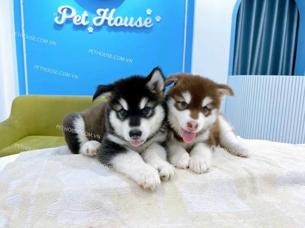 cặp chó alaska trưởng thành, thời điểm phối giống lý tưởng cho chó alaska