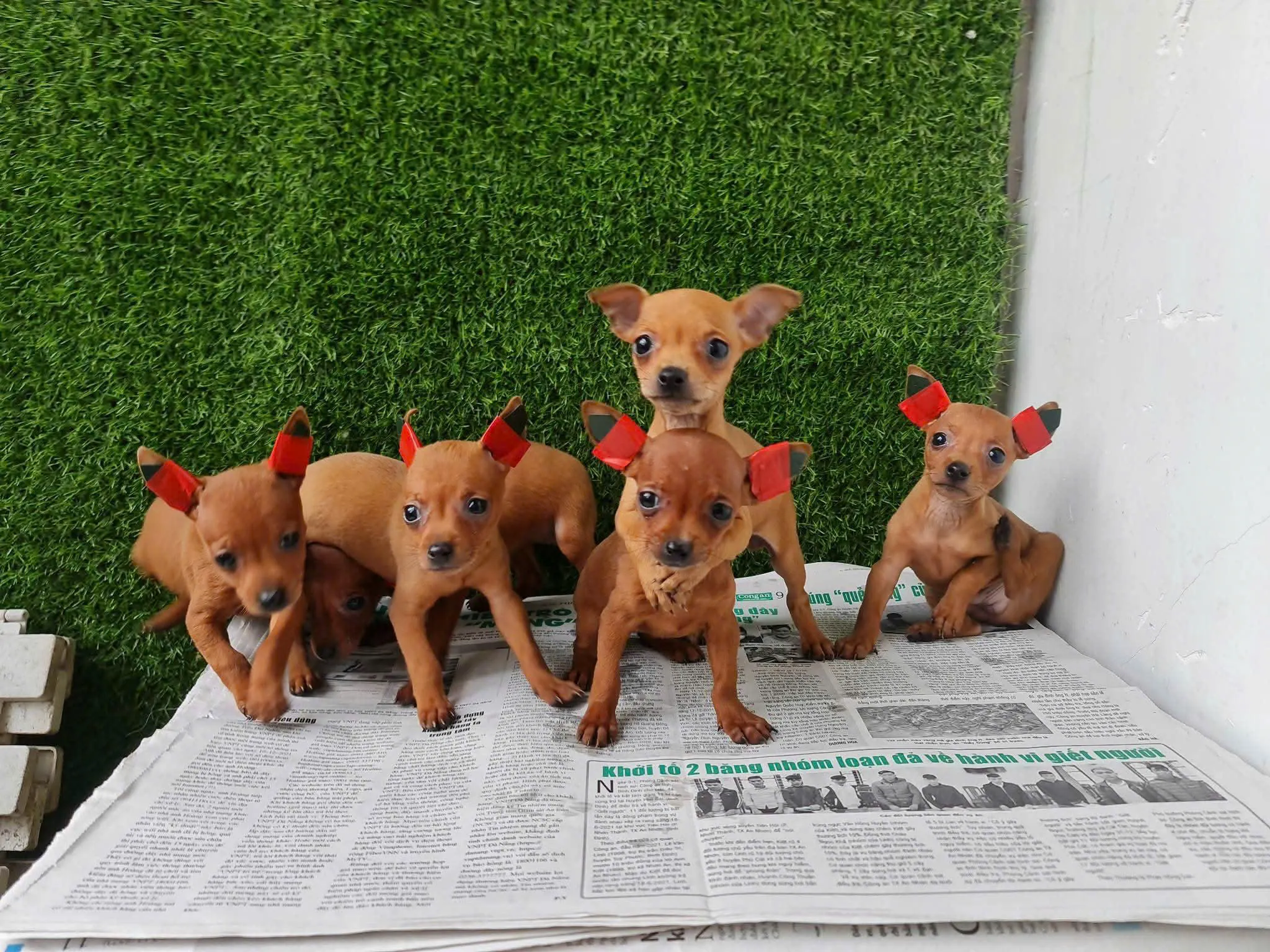 Cặp chó Phốc Hươu con khỏe mạnh đang chơi đùa, chuẩn bị giao dịch mua bán chó phốc hươu tphcm.
