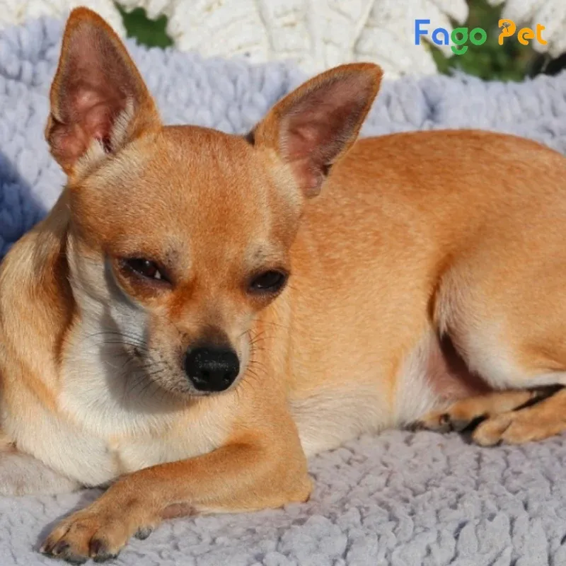 Cặp chó Phốc trưởng thành, đại diện cho giống pinscher thuần chủng