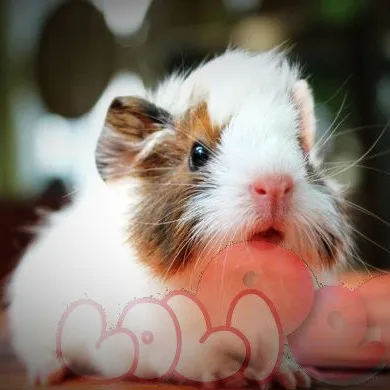 Cặp chuột lang Abyssinian Guinea Pig (GP ABY) đang tương tác trong chuồng