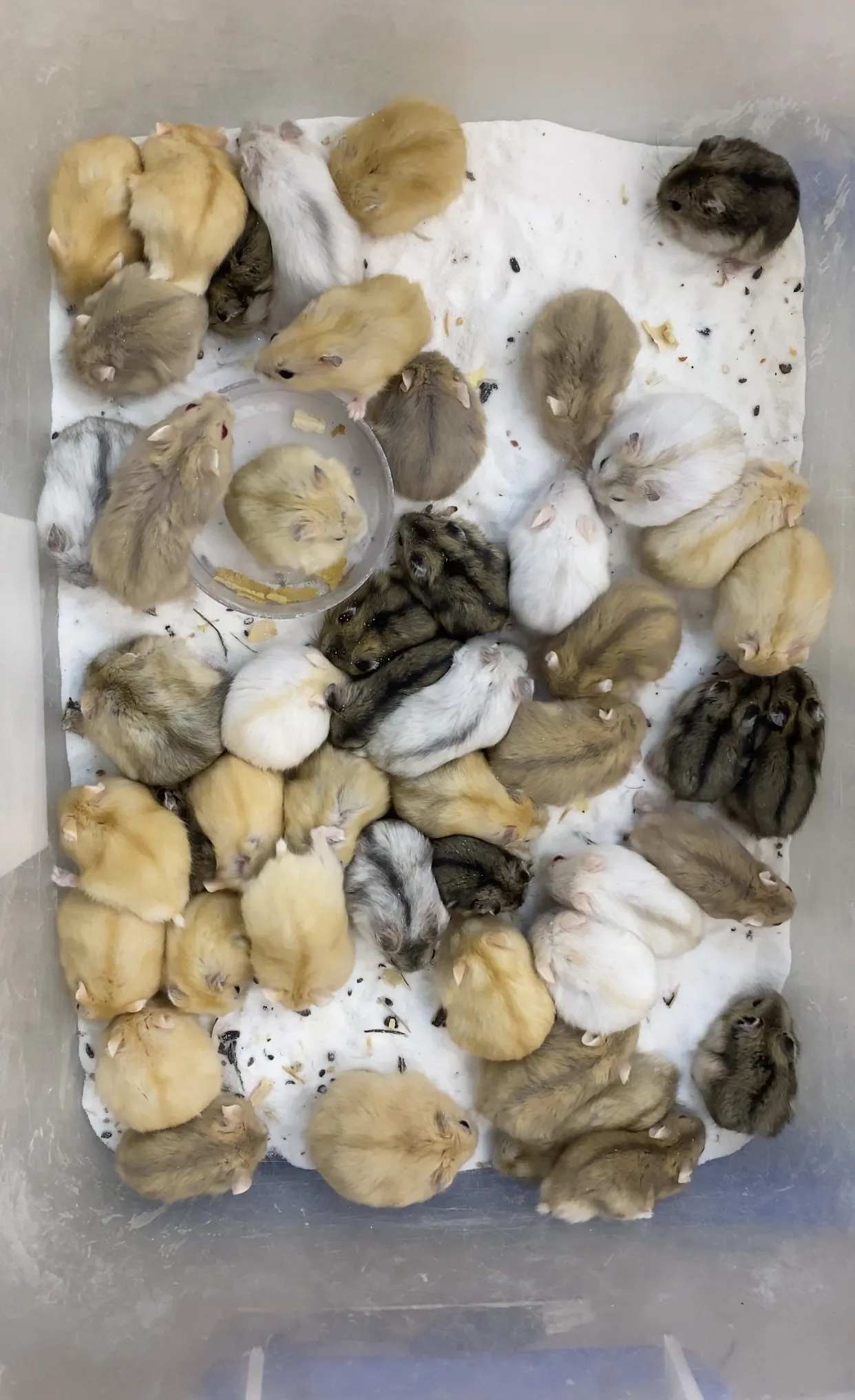 Cặp đôi Hamster lùn Winter White trong lồng nuôi có rơm lót