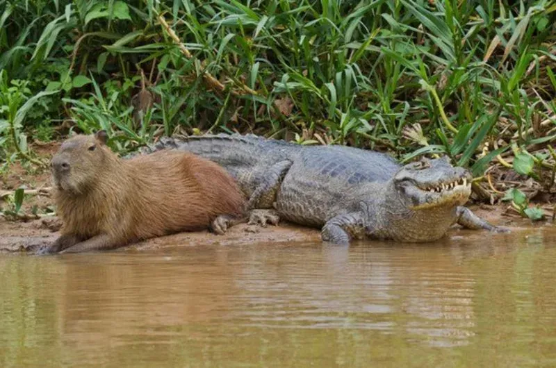 Capybara đang nằm thư giãn