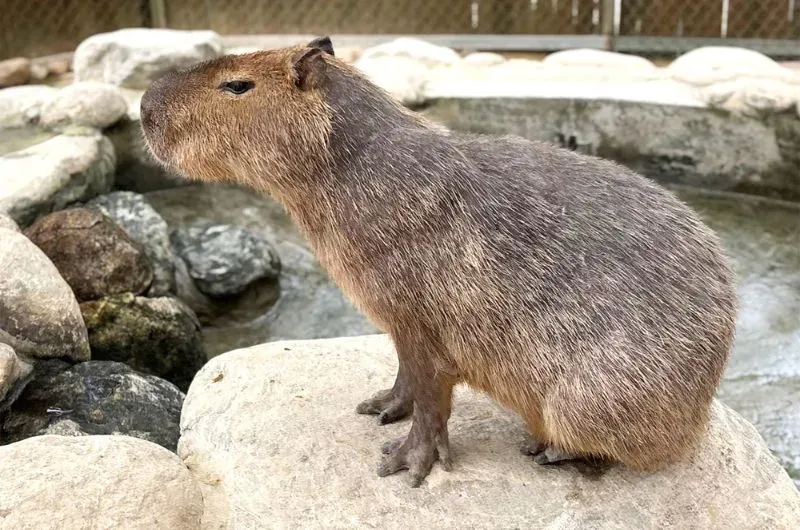 Capybara trưởng thành đang thư giãn bên bờ nước, minh họa chi phí nuôi chuột lang nước ở Việt Nam