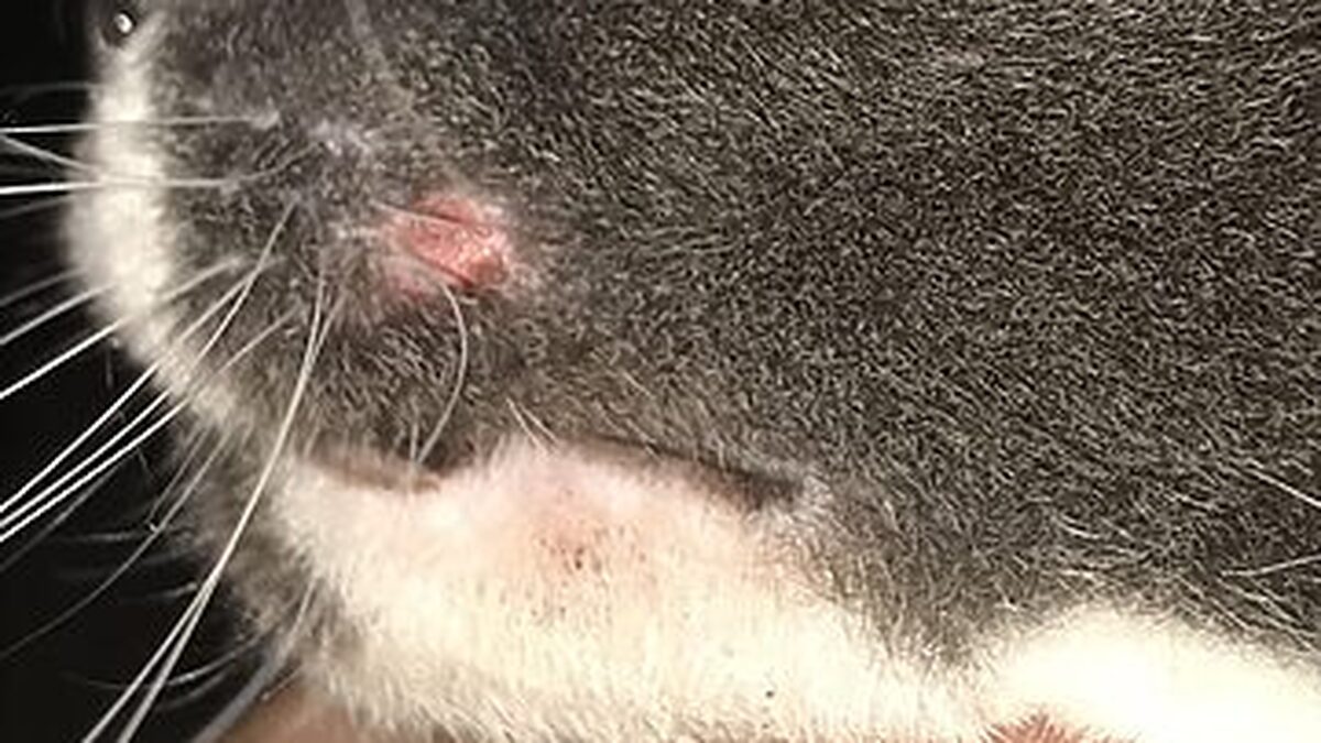 Cách Làm Bẫy Chuột Cống Chuyên Nghiệp: Hướng Dẫn Chi Tiết A-Z Và Kỹ Thuật Tối Ưu