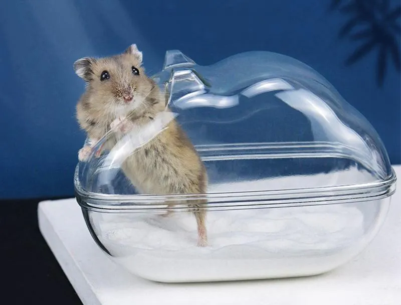 Cát tắm chuyên dụng cho chuột Hamster được đổ trong một chiếc hộp nhỏ để chúng tự làm sạch cơ thể.