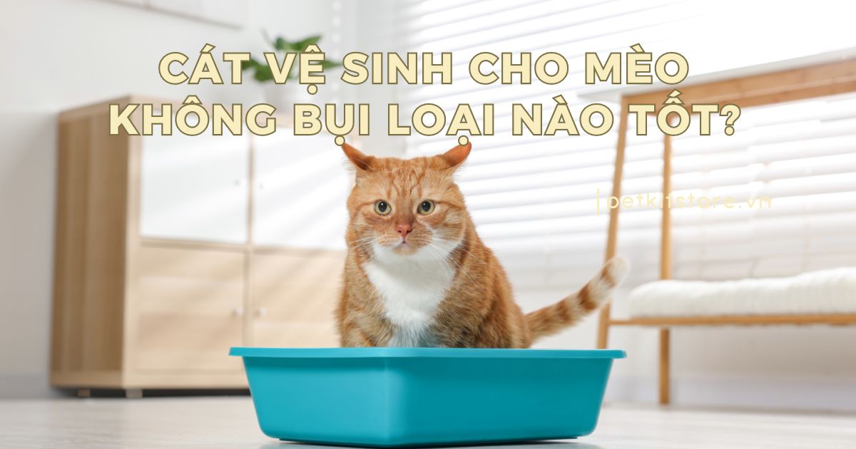 Cát Tắm Chuột Hamster Tốt Nhất: Hướng Dẫn Chi Tiết A-Z Vệ Sinh Đúng Cách