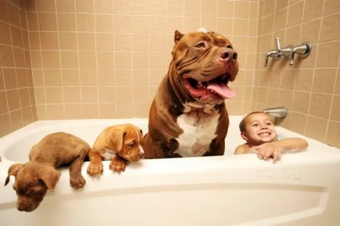 Cậu bé Jordan Grennan đang vui vẻ tắm cùng Hulk, chú chó pitbull khổng lồ của gia đình
