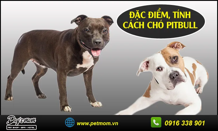 Cấu tạo cơ thể vạm vỡ và đôi mắt sâu của giống chó Pitbull