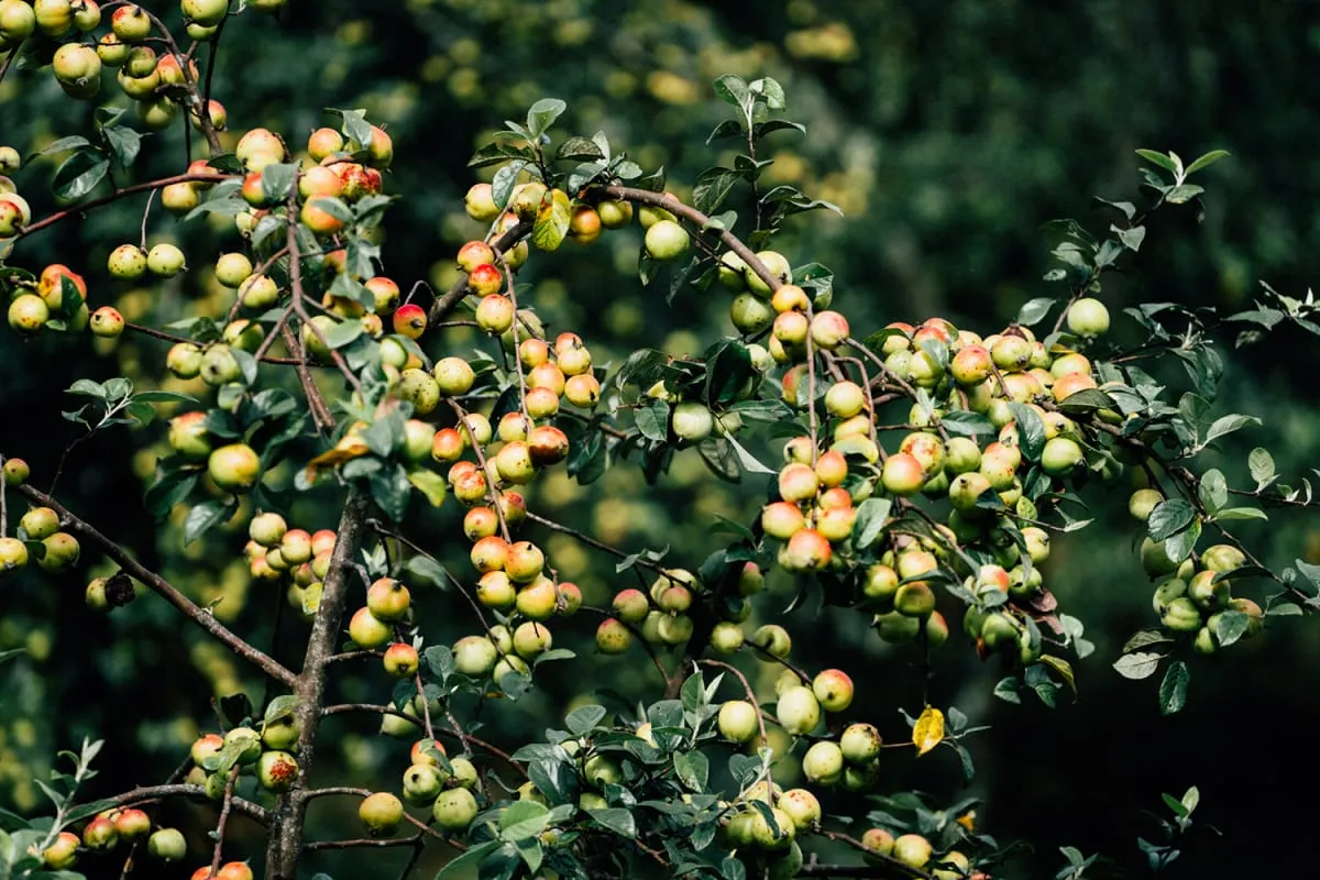 Sử dụng đúng liều lượng là chìa khóa của cách làm táo mèo ngâm rượu