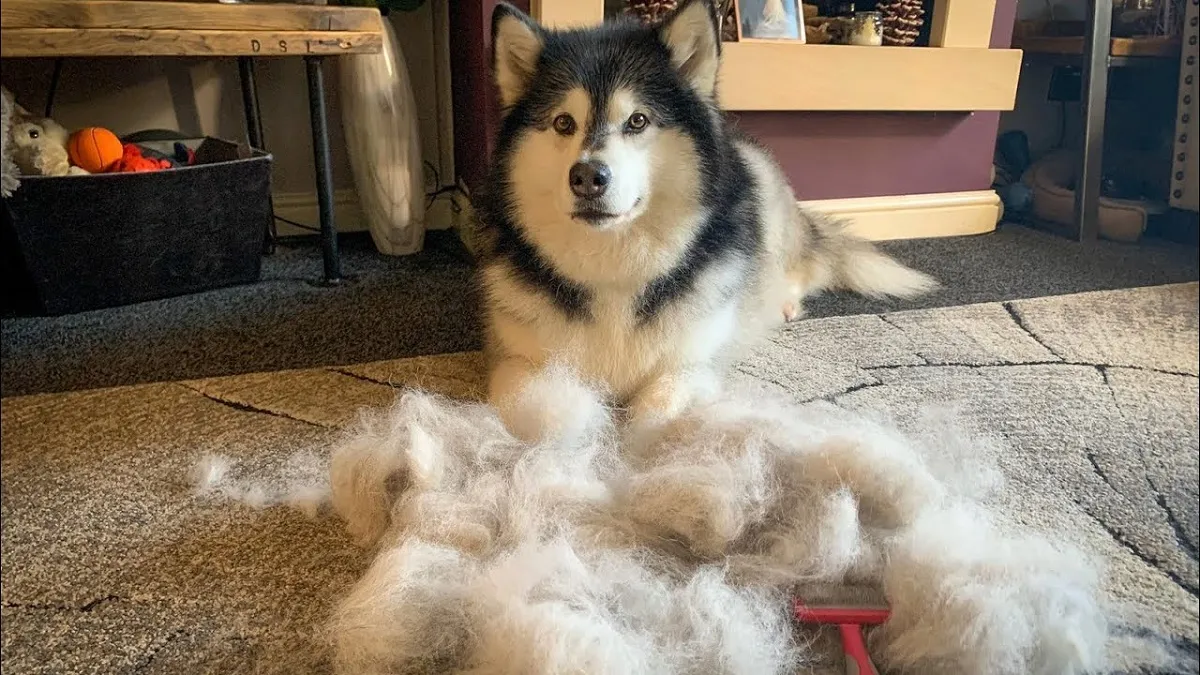 Chải lông cho chó Alaska Malamute có bộ lông kép dày, việc chăm sóc lông là thách thức lớn đối với cả giống chó này và chó lai sói.