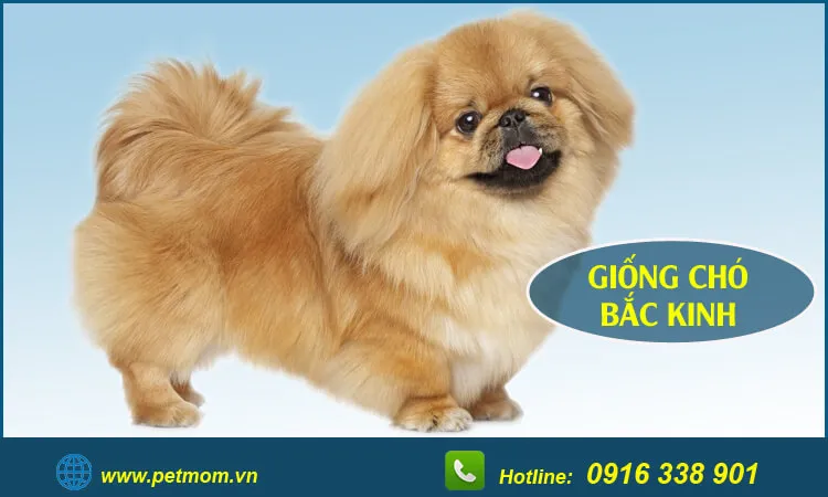 Chăm sóc bộ lông hai lớp dày dặn của chó lai để tránh vón cục.