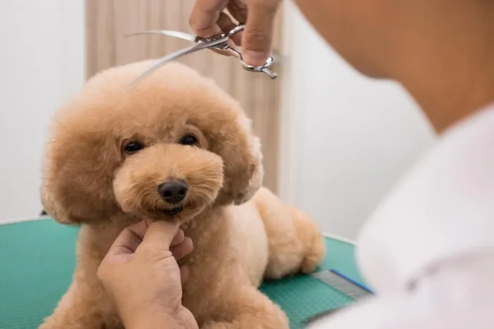 Chăm sóc bộ lông xoăn Poodle con bằng quy trình tắm rửa và chải lông định kỳ