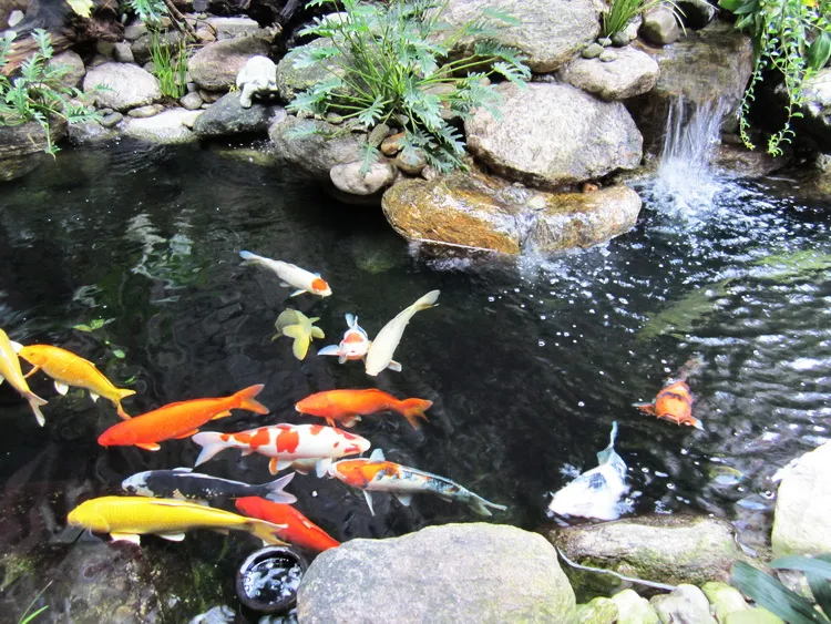 Theo dõi sức khỏe cá thường xuyên để phòng ngừa dịch bệnh hiệu quả