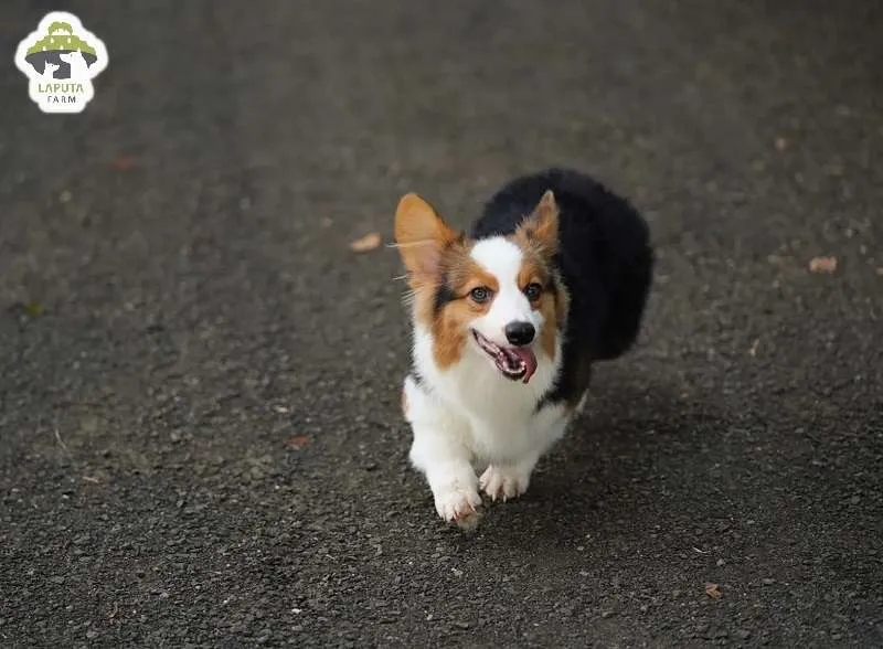 Chăm sóc chó corgi lông dài Fluffy, chúng cần không gian để vận động và giải phóng năng lượng