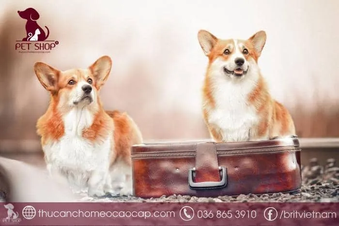 Chăm sóc chó Corgi trong điều kiện khí hậu nóng ẩm tại Việt Nam