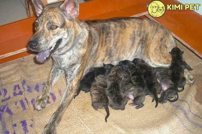 Chăm sóc chó mẹ Phú Quốc sau khi sinh và dinh dưỡng cho chó con