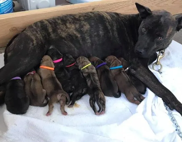 Chăm Sóc Chó Phú Quốc Mẹ Và Con Đúng Cách